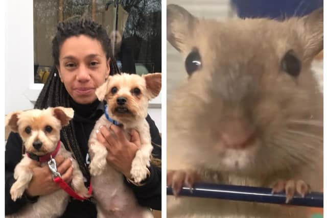 Some of the animals in need of re-homing from Animals In Need