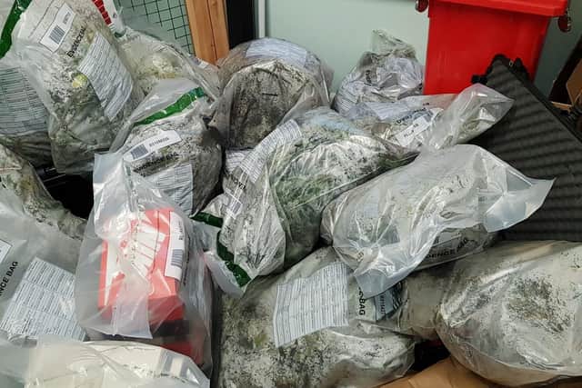 More than 100 plants were seized. Credit: Kettering Police Team