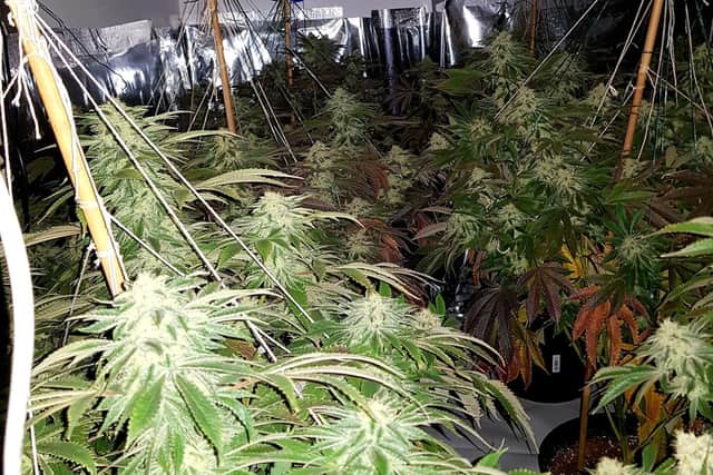 More than 100 plants were seized. Credit: Kettering Police Team