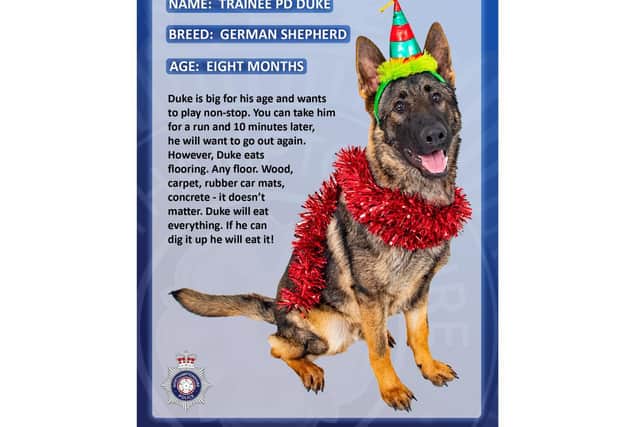 Duke is the first Christmas canine to be named as part of Northamptonshire Police's '12 Dogs of Christmas' campaign to spread festive cheer.
