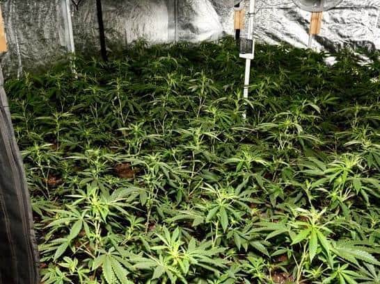 Police uncovered the cannabis farm following a routine call at a property in Northampton. Photo: @NNSpecials