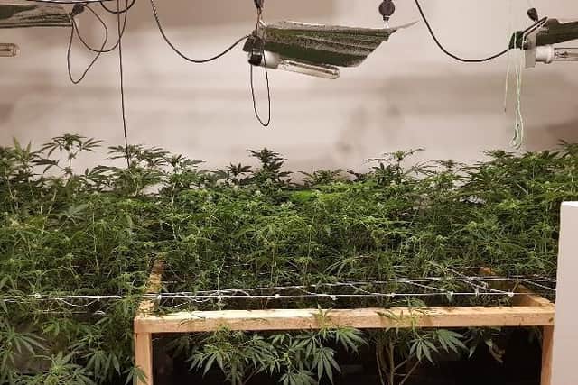 Police found these plants.
