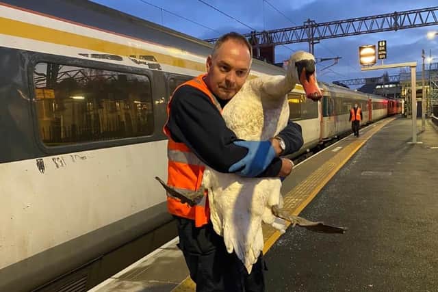 Robert Buchanan with the swan.