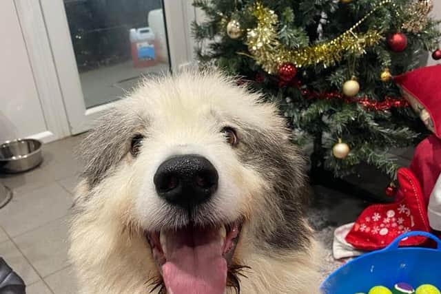 Animals In Need is appealing for help