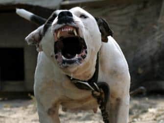Barking dogs are the most common cause of complaints