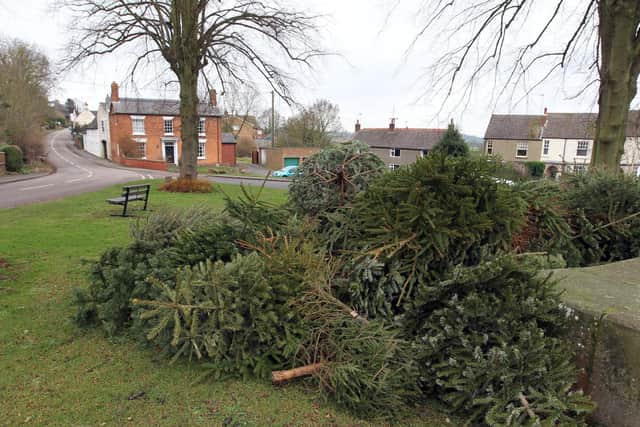 Christmas trees ready for recycling