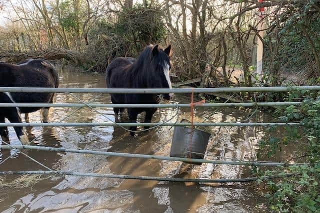 Horses stood in flood water in the pallet yard opposite the Tesco superstore in Turnells Mill Lane, Wellingborough
