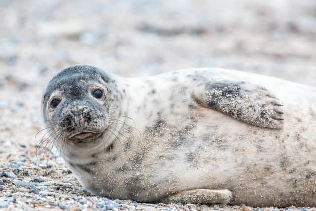 Every year between November and January, seals gather on the Norfolk beaches