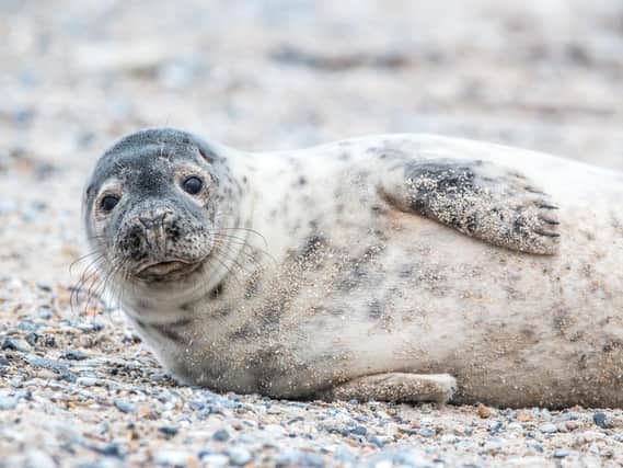 Every year between November and January, seals gather on the Norfolk beaches