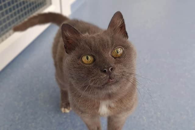 Nellie, 15, is a senior cat looking for a loving home in Northamptonshire.