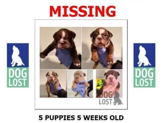 Police are appealing for information about the armed robbery in which these puppies were stolen