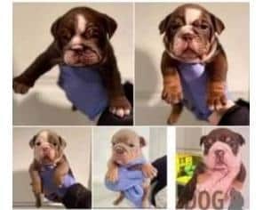 The stolen puppies have been returned home safe and well