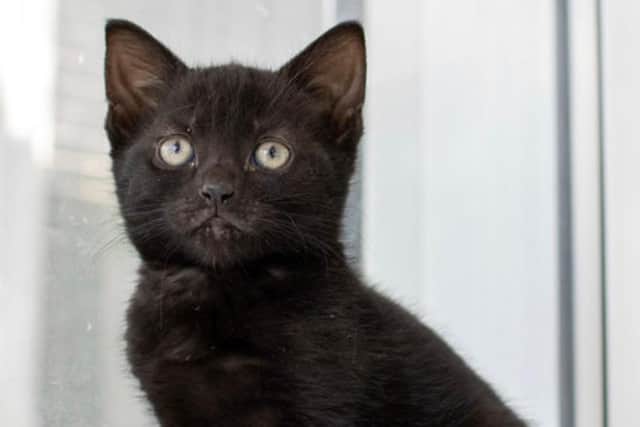 Animals In Need is appealing for help in re-homing these 'special' cats