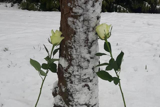 White roses placed to commemorate Holocaust Memorial Day
