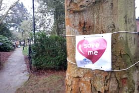 Campaigners have urged the council to rethink the removal of the trees