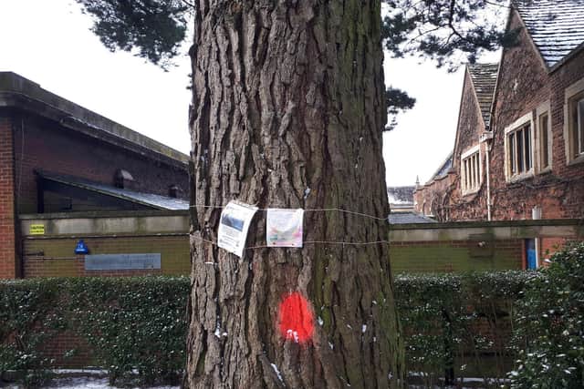 Trees have been marked with red paint