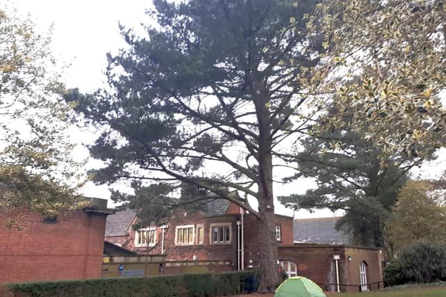 The 80m Scots Pine