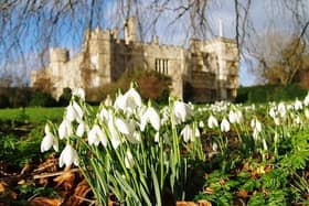 Admiring the snowdrops will be an online experience this year