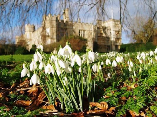 Admiring the snowdrops will be an online experience this year
