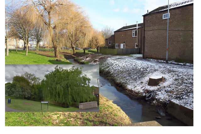 Before and after the willow trees were removed