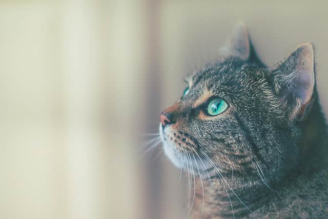 Lainy's Rescue received the surprise cash boost in its bank account to help provide for pets in its care during the pandemic.