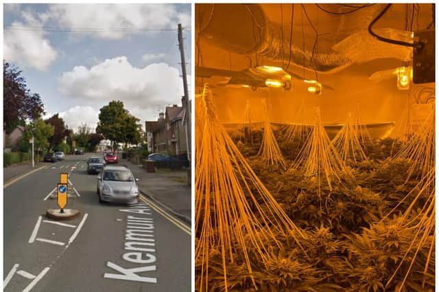 Police unearthed the cannabis farm inside a property in Kenmuir Avenue after Tuesday's early-morning raid