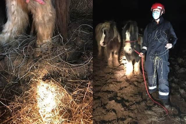 The pony had to be rescued after getting tangled in wire in Wellingborough