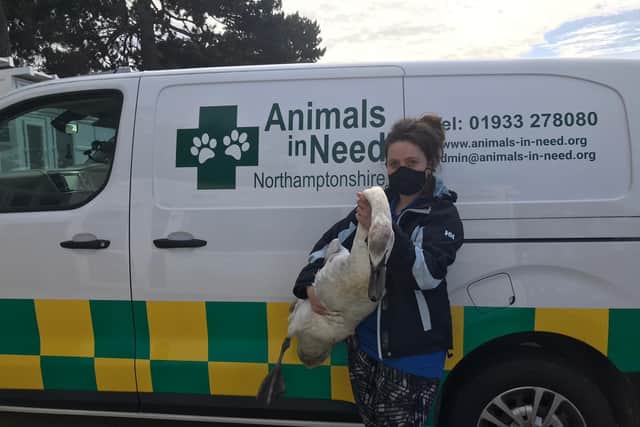 Wildlife unit manager Lizzie Collins from Animals In Need with the Rushden Lakes swan