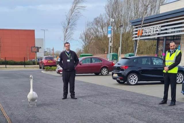 The swan ended up in the Rushden Lakes car park