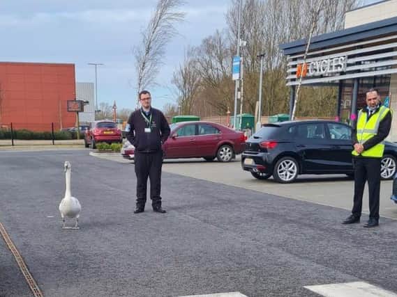 The swan ended up in the Rushden Lakes car park