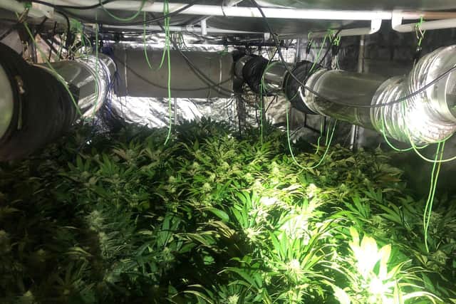 About 30 cannabis plants were found by officers (pic via @Northants_RCT on Twitter)