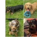Northamptonshire is being urged to keep aware for a number of missing Daschunds that were stolen in Derbyshire.