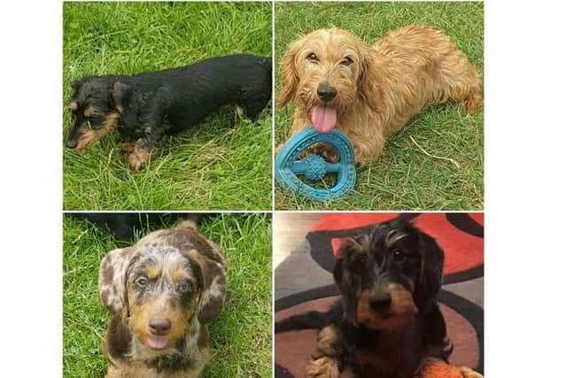 Northamptonshire is being urged to keep aware for a number of missing Daschunds that were stolen in Derbyshire.