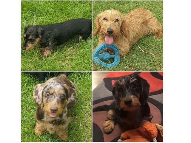Northamptonshire is being urged to keep aware for a number of missing Daschunds that were stolen in Derbyshire.