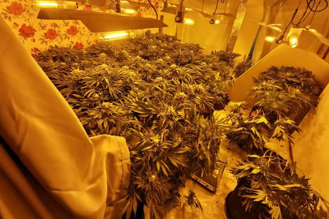 Inside one of the cannabis factories. Credit: Kettering Police Team