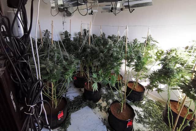Inside one of the cannabis factories. Credit: Kettering Police Team