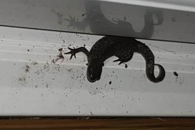 A great crested newt seen in nearby Ashley