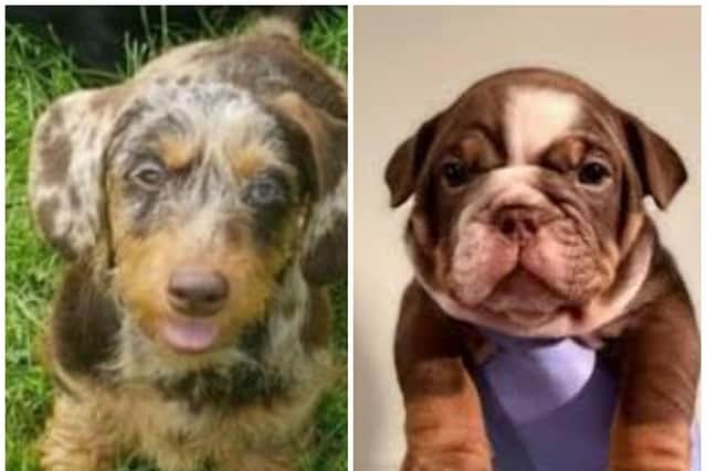 Police are warning dog owners after a spate of pet thefts in Northamptonshire