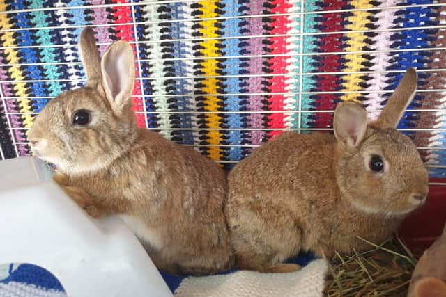 Animals In Need will soon be able to start re-homing rabbits like these which were dumped at a vets in Northampton
