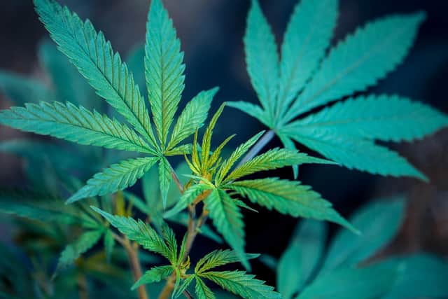 Cannabis