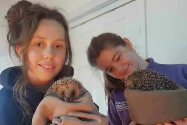 Animals In Need is preparing to release 145 hedgehogs back into the wild