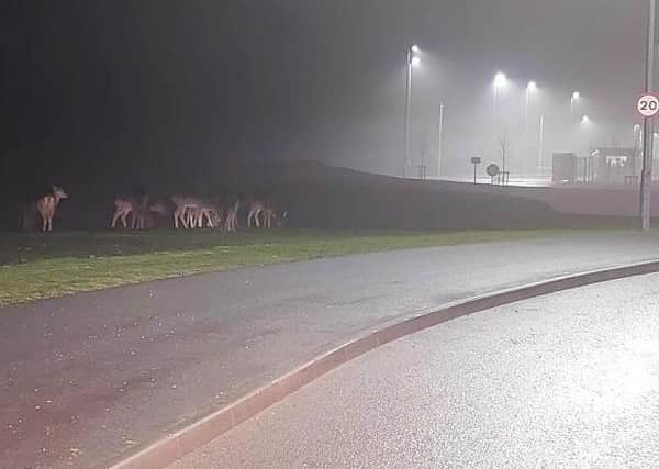 Some of the deer next to a new development in Corby. Picture: Emma Graves.