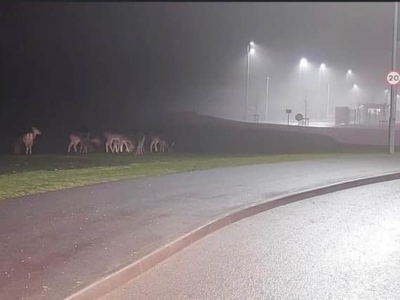 Some of the deer next to a new development in Corby. Picture: Emma Graves.