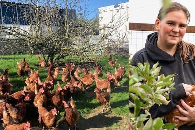 Could you re-home some of these ex-barn hens?