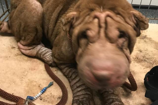 The critically-ill shar pei dog after being found near Naseby