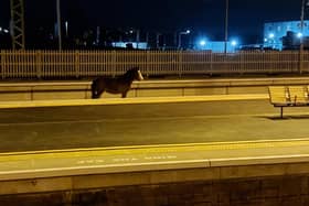 The horse was spotted between platforms 3 and 4. Photo by Andy Holton