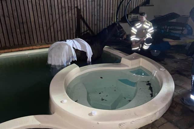 The horse was stuck in the pool. Credit: Chris Tucker