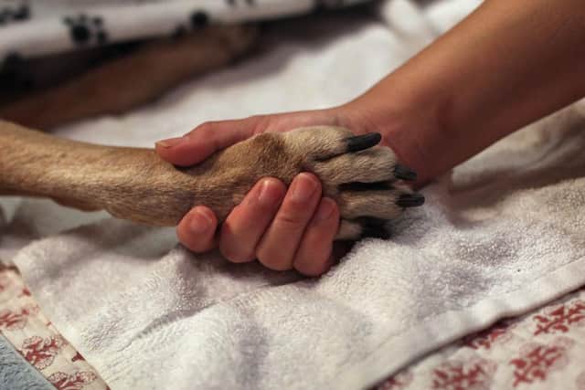 A dog from Northamptonshire has died of Alabama rot