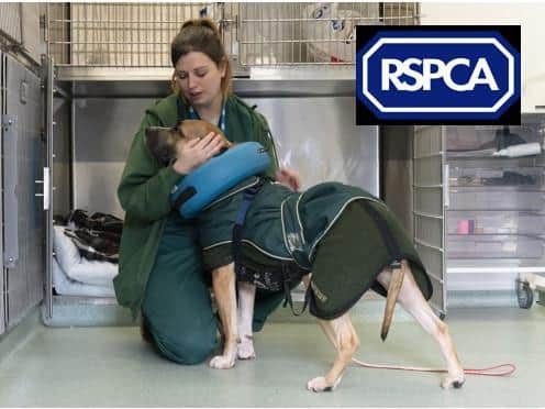 The RSPCA say it is business as usual amid the coronavirus pandemic