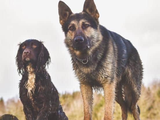 PD Bryn with police pal PD Socks Photo: @NPSC_3409